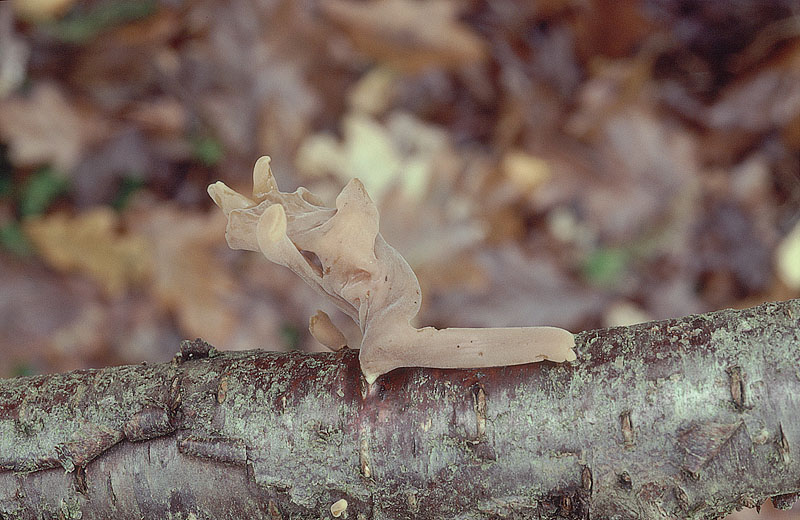 Macrotyphula fistulosa var. contorta